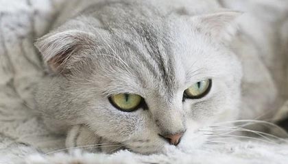 世界杯直播下载-老马”上帝之手”球衣是从店里买来临时赶制而成的