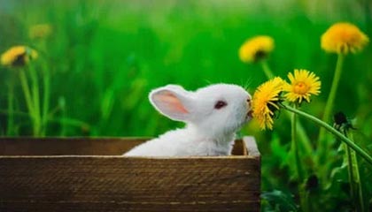 世界杯比赛直播app-奥沙利文考虑重返大师赛 丁俊晖不支持观众入场